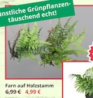 Farn auf Holzstamm bei Bauzentrum Reinholdshain im Dippoldiswalde Prospekt für 4,99 €