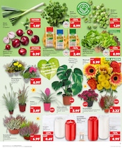 Aktueller Kaufland Prospekt mit Kohle, "KNÜLLER", Seite 9