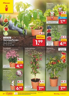 Gartenpflanzen im Netto Marken-Discount Prospekt "Aktuelle Angebote" mit 55 Seiten (Salzgitter)
