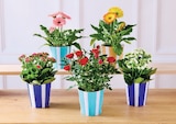 Plantes Fleuries - Super U à Metz Plantes Fleuries en promo chez Super U Metz à 4,99 €