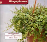 Aktuelles Zwergpfeffer Angebot bei Garten-Center Nordharz GmbH & Co. KG in Hannover ab 12,99 €