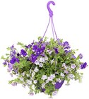 Beetampel Angebote bei Penny Herne für 17,99 €