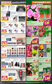 Catalogue Norma en cours à Nancy, "Votre Discounter Régional", Page 4