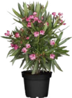 Oleander Busch im aktuellen Globus-Baumarkt Prospekt