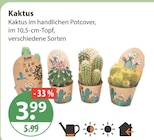 Kaktus im aktuellen V-Markt Prospekt