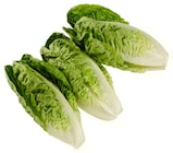 Aktuelles Romana Salatherzen Angebot bei REWE in Nürnberg ab 1,39 €