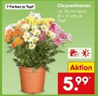 Chrysanthemen Angebote bei Netto Marken-Discount Remscheid für 5,99 €