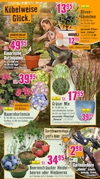 Palme im Hornbach Prospekt Den besten Preis kann nur anbieten, wer ihn wirklich hat. auf S. 11