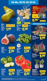 Ähnliche Rhabarber Angebote im Prospekt "LIDL LOHNT SICH" von Lidl in Kassel Ähnliche Angebote wie Rhabarber im Prospekt "LIDL LOHNT SICH" auf Seite 3 von Lidl in Kassel