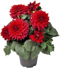 Dahlie bei Hagebaumarkt im Uchte Prospekt für 5,99 €