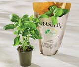 Basilic - Super U à Istres Basilic en promo chez Super U Istres à 1,49 €