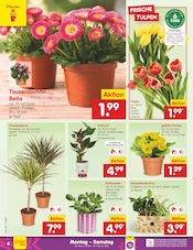 Blumen im Netto Marken-Discount Prospekt in Görlitz Aktueller Netto Marken-Discount Prospekt mit Blumen, "Aktuelle Angebote", Seite 6