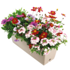 LaMaison.fr Fresnay-sur-Sarthe - Promo Jardinière plantes fleuries Promo Jardinière plantes fleuries à 17,95 € dans le catalogue LaMaison.fr à Fresnay-sur-Sarthe