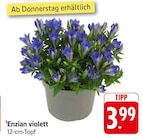 Enzian violett bei EDEKA im Mainaschaff Prospekt für 3,99 €