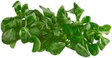 Feldsalat Angebote von REWE Bio bei REWE Memmingen für 1,19 €