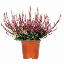 Besenheide Topf-Ø ca. 11 cm Calluna Vulgaris Angebot in Katzenbach b Rockenhausen im aktuellen Prospekt bei OBI in Katzenbach b Rockenhausen