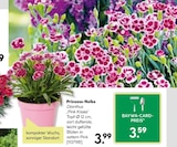 BayWa Bau- und Gartenmärkte - Prinzess-Nelke Angebot im Prospekt Prinzess-Nelke bei BayWa Bau- und Gartenmärkte im Prospekt "" für 3,59 €