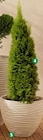 Thuja  Brabant Angebote bei Thomas Philipps Bremerhaven für 4,44 €