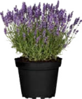Duft-Lavendel (Lavandula angustifolia) im Angebot bei Globus-Baumarkt in Dortmund Duft-Lavendel (Lavandula angustifolia) Angebote bei Globus-Baumarkt Dortmund für 2,99 €