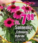 Sonnenhut „Echinacea Hybride“ im Angebot bei Hornbach in Waiblingen Sonnenhut „Echinacea Hybride“ Angebote bei Hornbach Waiblingen für 7,99 €
