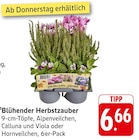 EDEKA Geisenheim - Blühender Herbstzauber Angebot im Prospekt Blühender Herbstzauber bei EDEKA im Geisenheim Prospekt für 6,66 €