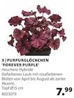 PURPURGLÖCKCHEN 'FOREVER PURPLE' im Angebot bei Dehner Garten-Center in Schwäbisch Hall PURPURGLÖCKCHEN 'FOREVER PURPLE' Angebote von Heuchera bei Dehner Garten-Center Schwäbisch Hall für 7,99 €