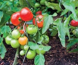 Tomate barquette de 3 plants à 2,99 € dans le catalogue Intermarché Express
