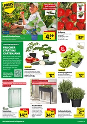 Erdbeeren im Hagebaumarkt Prospekt in Rottenburg Aktueller Hagebaumarkt Prospekt mit Erdbeeren, "So günstig geht das!", Seite 4