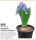 Hyazinthe (hyacinthus Orientalis) Angebote bei OBI Eberswalde für 1,49 €