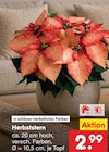 Netto Marken-Discount - Herbststern Angebot im Prospekt Herbststern bei Netto Marken-Discount im Prospekt "" für 2,99 €