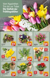 Aktueller REWE Prospekt mit Tulpen, "Dein Markt", Seite 8