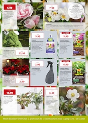 Blumen im PROFI Wesch Prospekt in Eisenach Aktueller PROFI Wesch Prospekt mit Blumen, "Fachmarkt für Bauen, Heimwerken & Garten", Seite 6