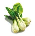 Pak Choi im aktuellen Netto mit dem Scottie Prospekt