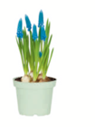 Zwiebelblumen 9-cm-Topf Angebote bei toom Baumarkt Wunstorf für 1,99 €