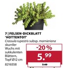 Aktuelles HOTTENTOT Angebot bei Dehner Garten-Center in Münster ab 5,99 €
