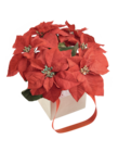 Poinsettia Rouge + Sac Cadeau en promo chez Auchan Hypermarché Saint-Nazaire à 8,99 €