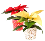 Mini Weihnachtsstern im Angebot bei EDEKA in Seevetal Mini Weihnachtsstern Angebote bei EDEKA Seevetal für 1,99 €