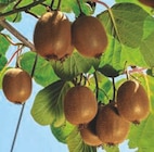 Arbuste Kiwi (Actinidia autofertile) dans le catalogue Carrefour