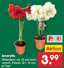 Amaryllis für 3,99 € bei Netto Marken-Discount im Angebot Amaryllis im aktuellen Netto Marken-Discount Prospekt