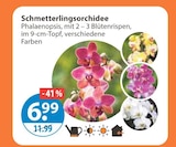 Zimmerpflanzen im V-Markt Prospekt Schmetterlingsorchidee im aktuellen V-Markt Prospekt für 6,99 €