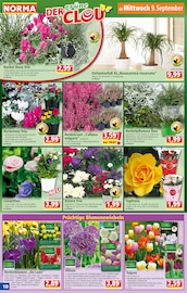 Blumenzwiebeln im Norma Prospekt in Erftstadt Aktueller Norma Prospekt mit Blumenzwiebeln, "Mehr fürs Geld", Seite 10
