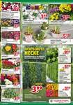 Gartenpflanzen Gartenpflanzen