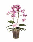 Phalaenopsis Multiflora bei Lidl im Mönchshof Prospekt für 7,99 €