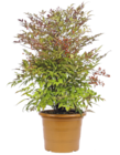 NANDINA DOMESTICA en promo chez Truffaut Créteil à 19,99 €