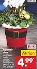 Aktuelles Alpenveilchen Angebot bei Netto Marken-Discount in Duisburg ab 4,99 €