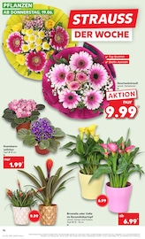Ähnliche Stacheldrahtpflanze Angebote im Prospekt "Aktuelle Angebote" von Kaufland Ähnliches Angebot bei Kaufland in Prospekt "Aktuelle Angebote" gefunden auf Seite 16