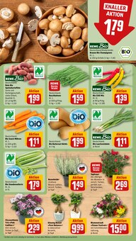 Blumen im aktuellen REWE Prospekt (Nürnberg) Blumen im REWE Prospekt "Dein Markt" mit 16 Seiten (Nürnberg)