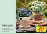 Enzian im Angebot bei toom Baumarkt in Esslingen Enzian Angebote bei toom Baumarkt Esslingen für 4,99 €