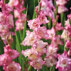 Bulbes à fleurs à Carrefour Market dans Bergerac