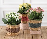 Promo MIXTE PLANTES FLEURIES à 4,99 € dans le catalogue U Express à Saint-Jean-de-la-Croix